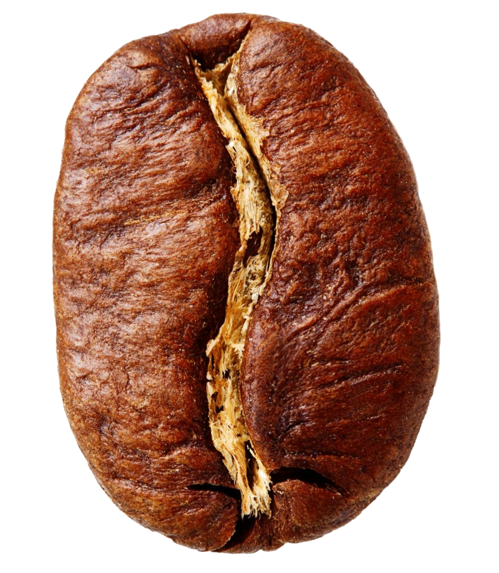 Graine d'arabica