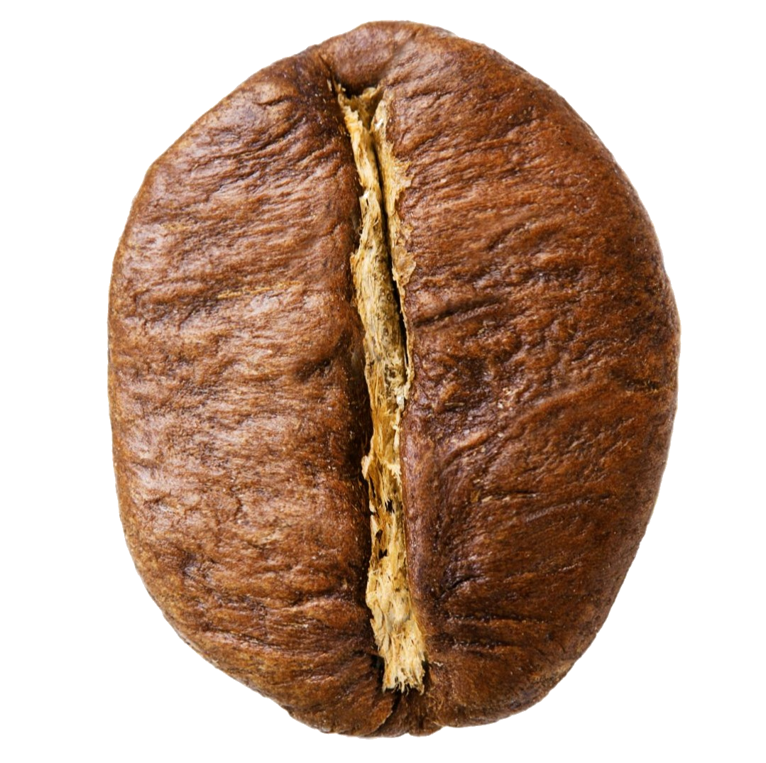 Graine de Robusta